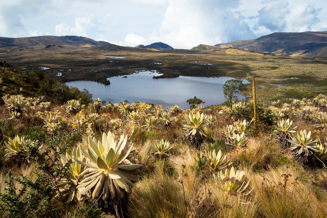 Парамо Колумбия растения