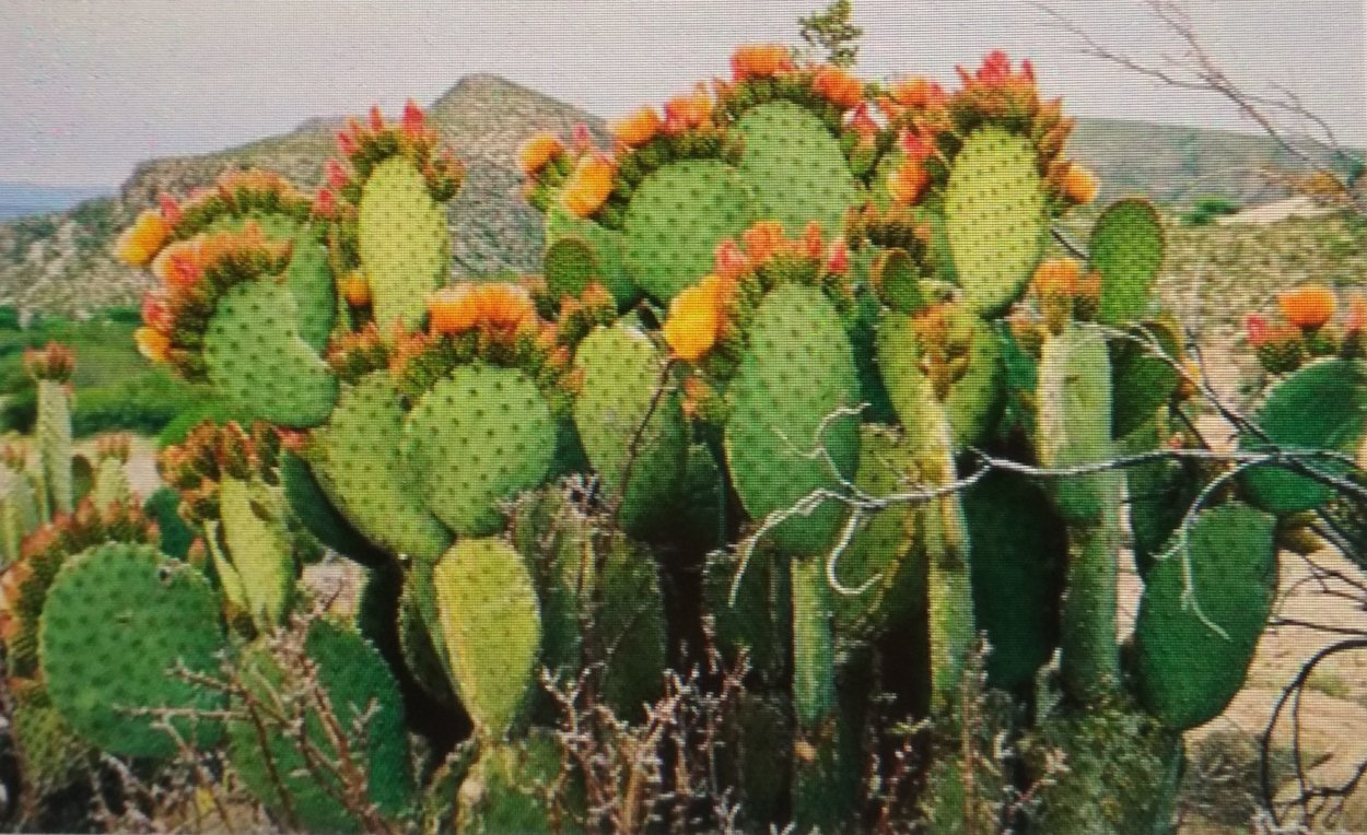 Опунция зимостойкий Кактус