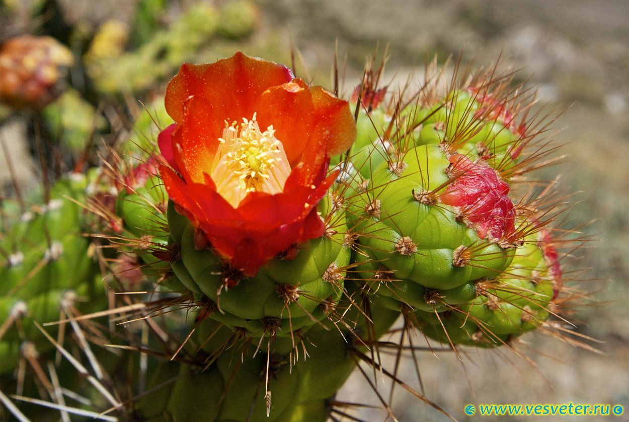 Перу Коста с растительностью