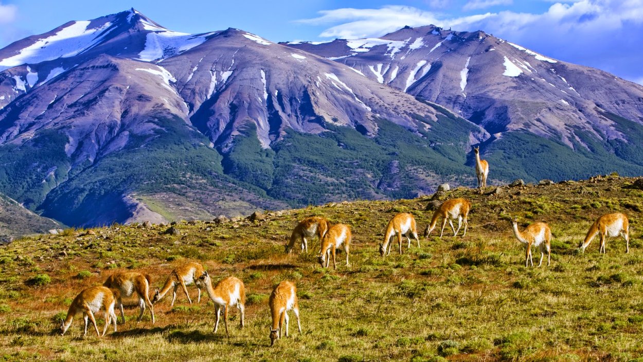 Патагония пампа