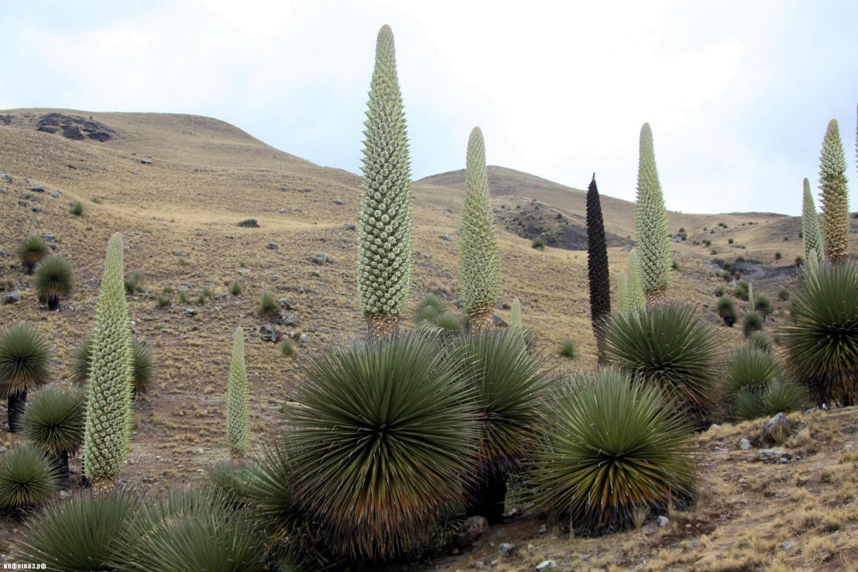 Растение Пуйя Раймонда