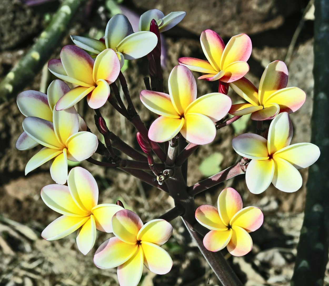 Цветы плюмерия франжипани