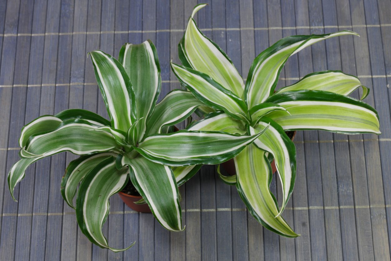 Драцена Линдени