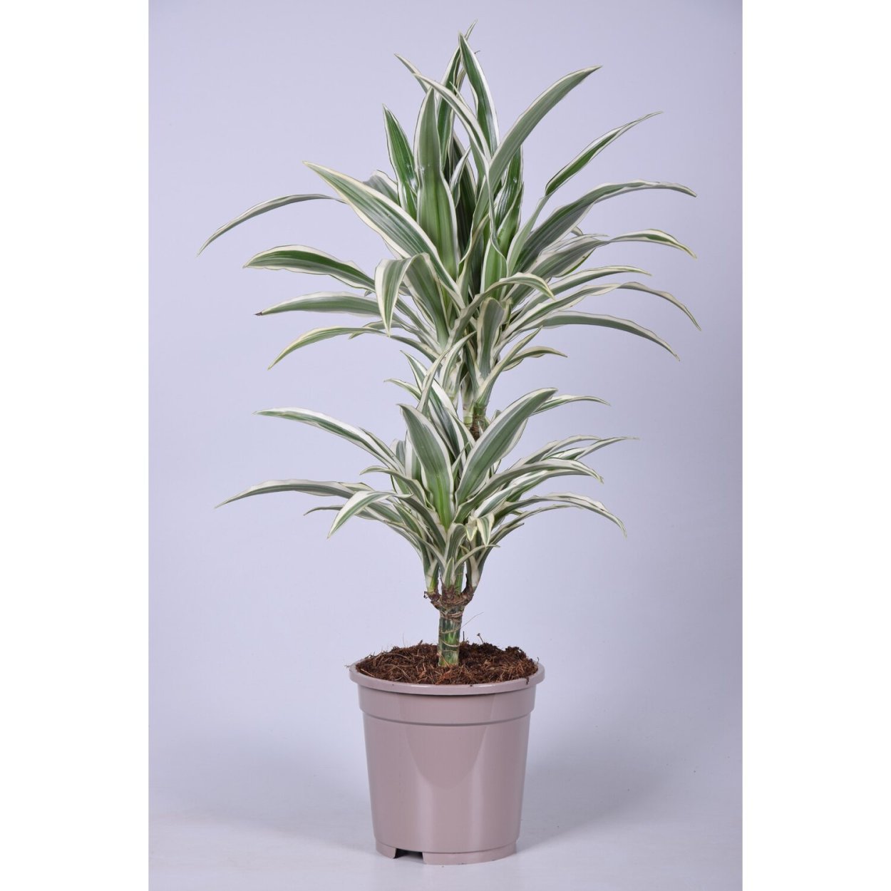 Драцена Фрагранс Грин-Уайт