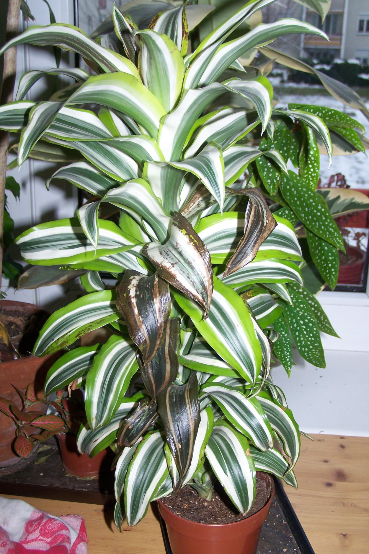 Драцена деремская Schriveriana