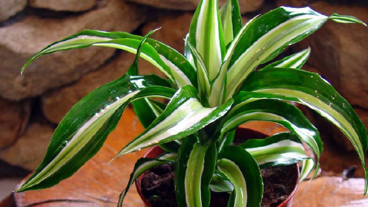 Драцена деремская Dracaena Deremensis