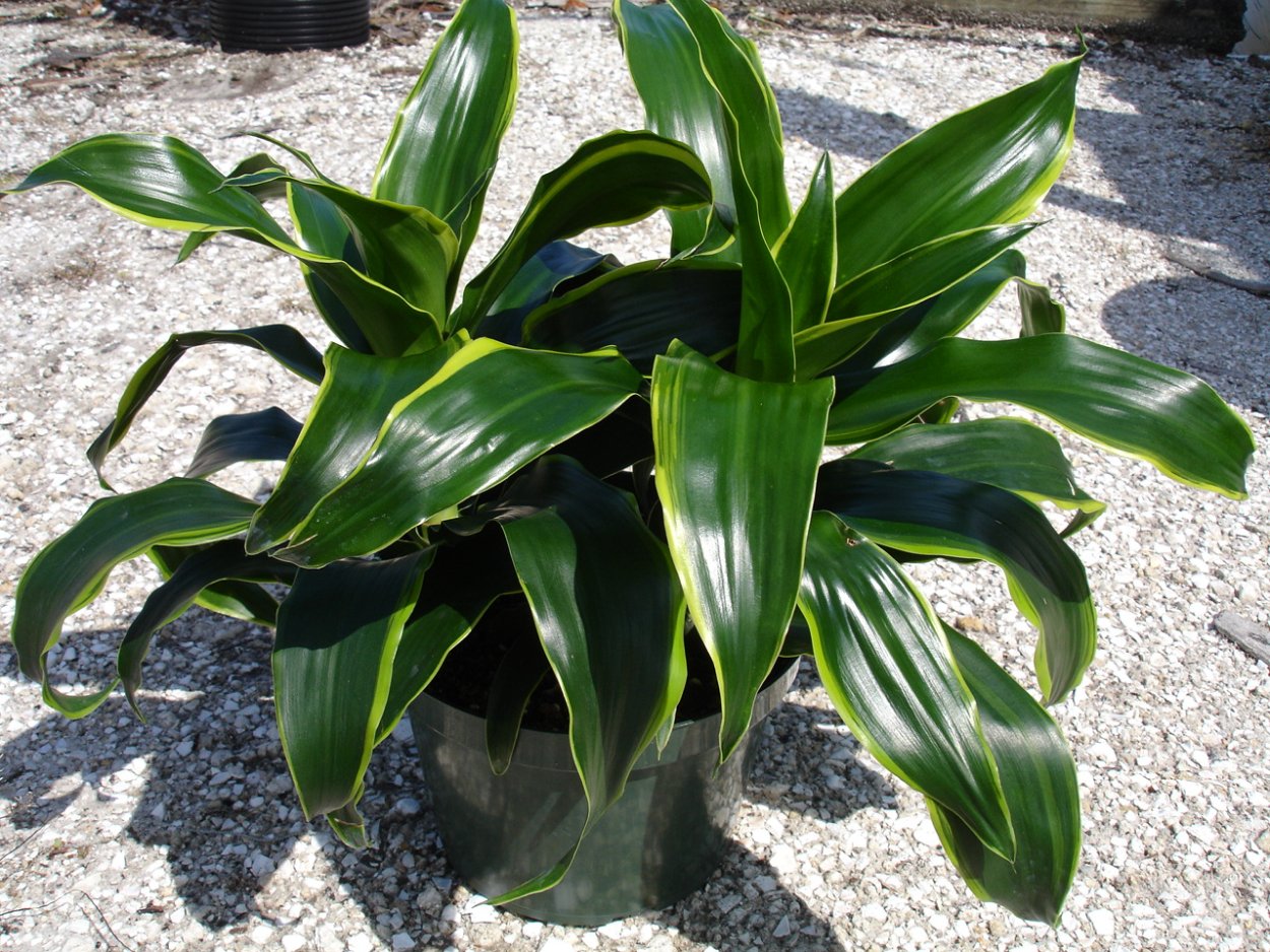 Драцена деремская Джумбо