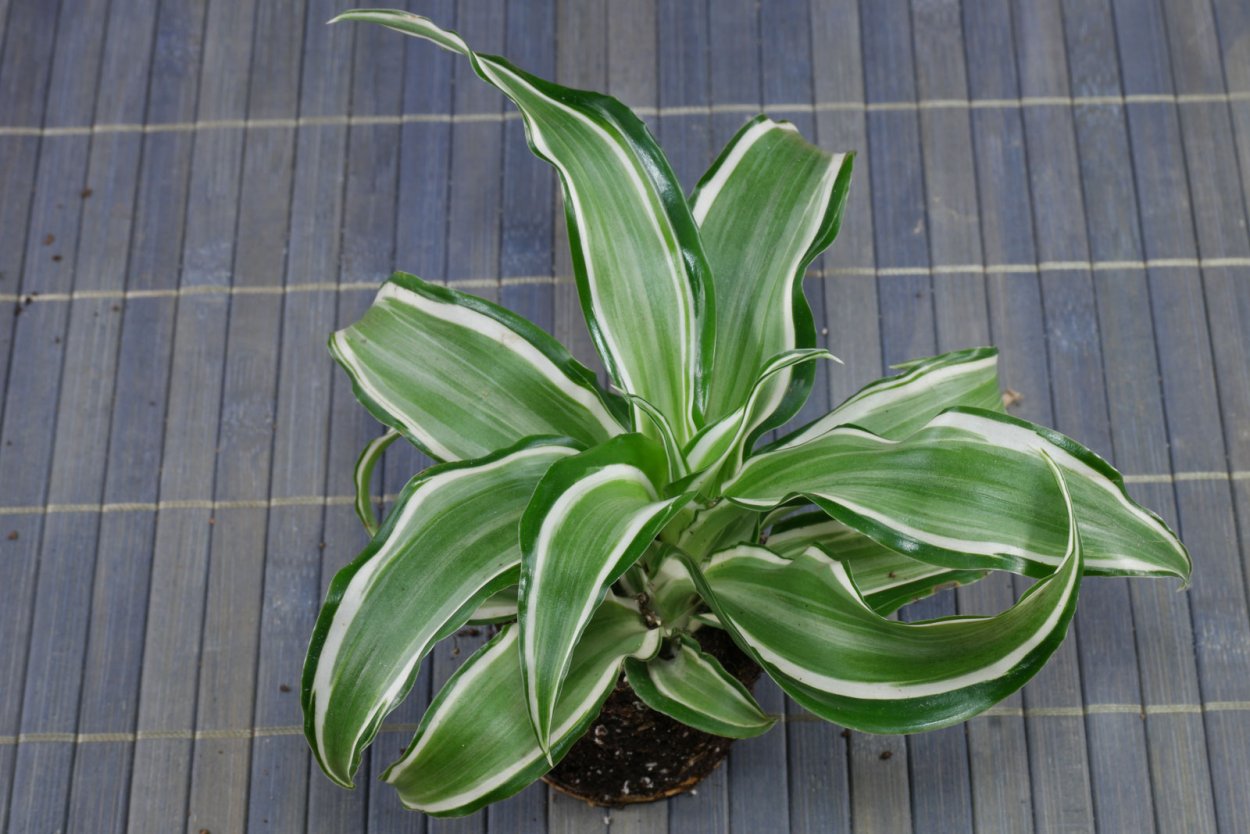 Драцена деремская Schriveriana