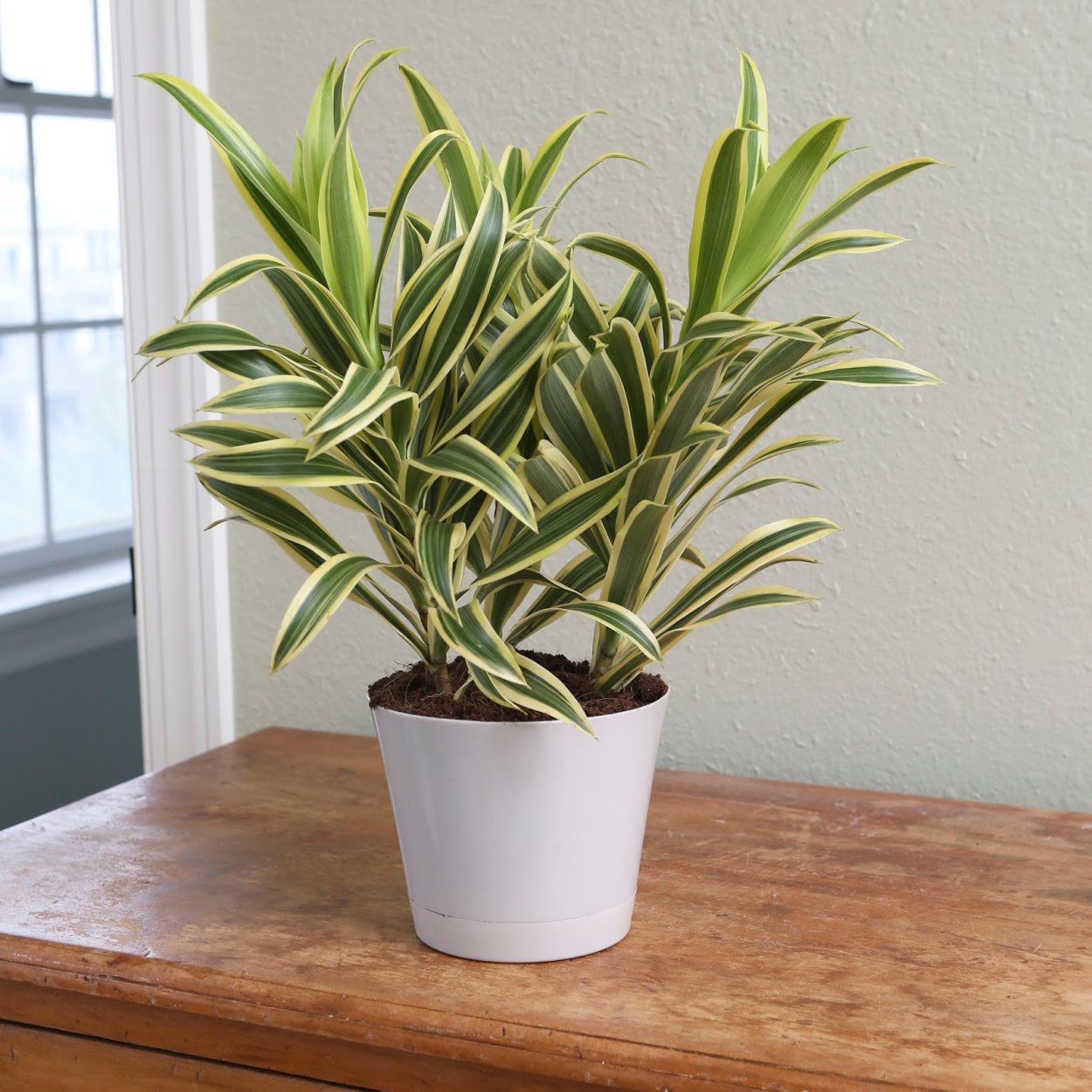 Драцена отогнутая деремская