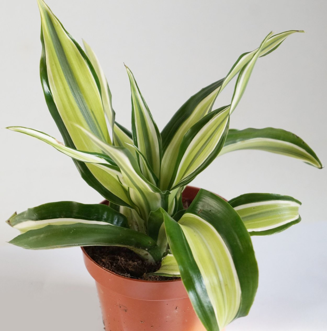 Драцена деремская Джумбо