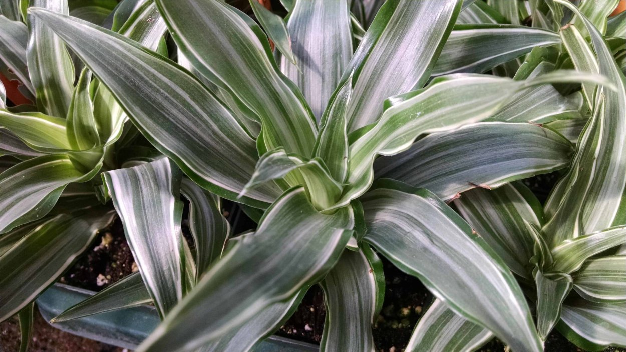 Драцена деремская Schriveriana