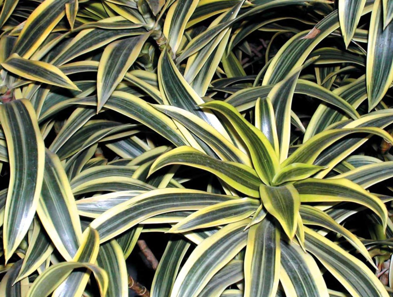 Драцена текстура лист