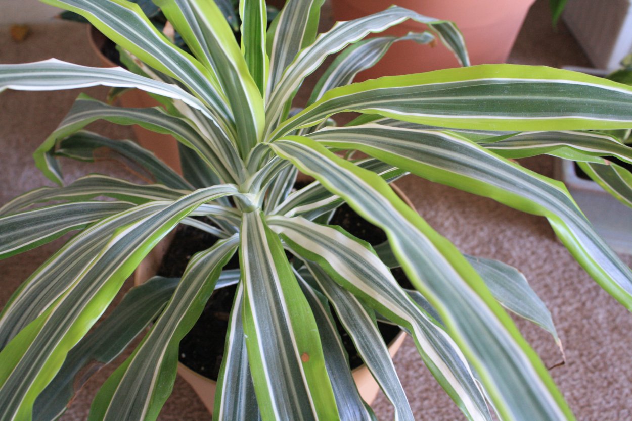 Драцена отогнутая деремская