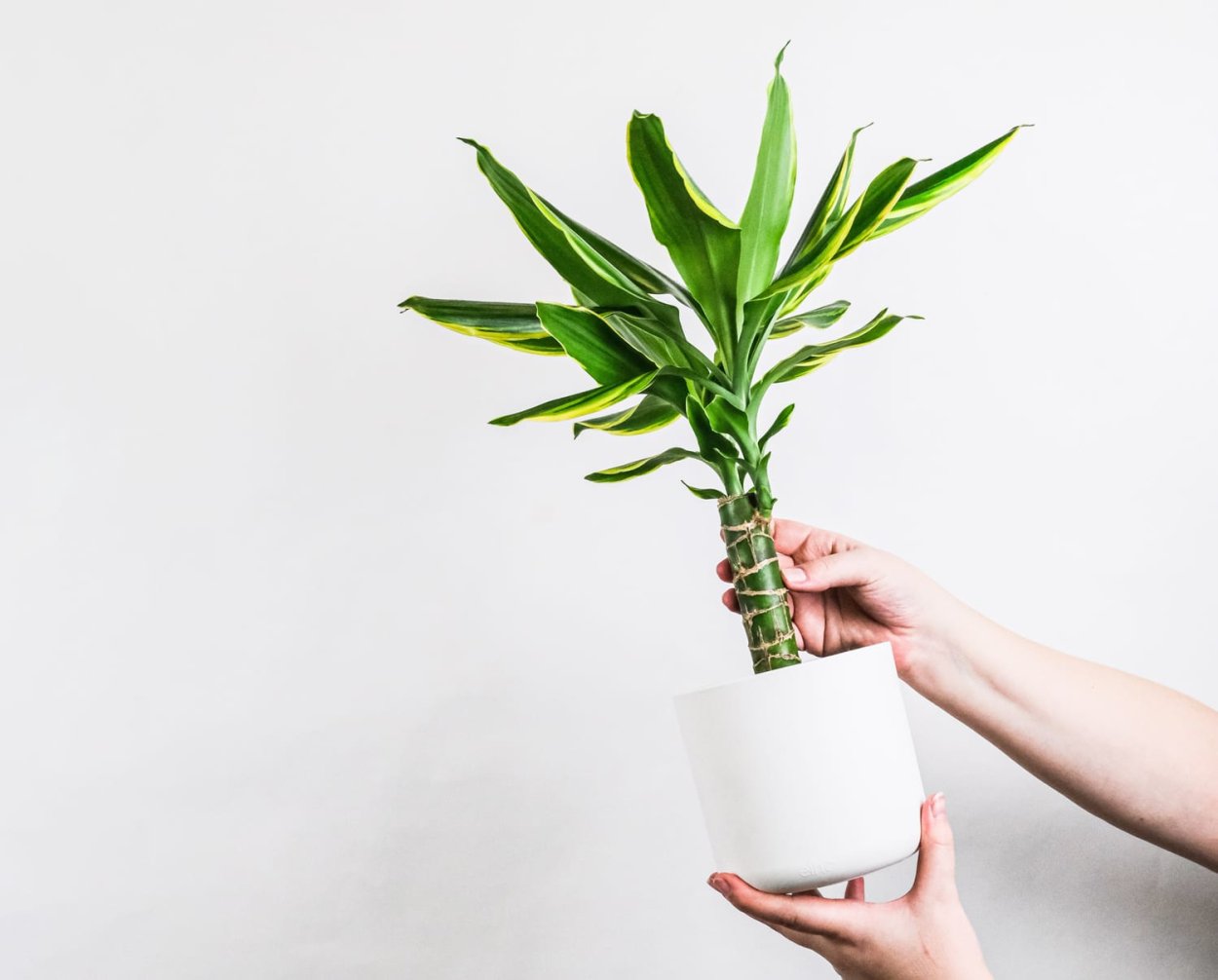 Драцена Фрагранс Лемон сюрприз