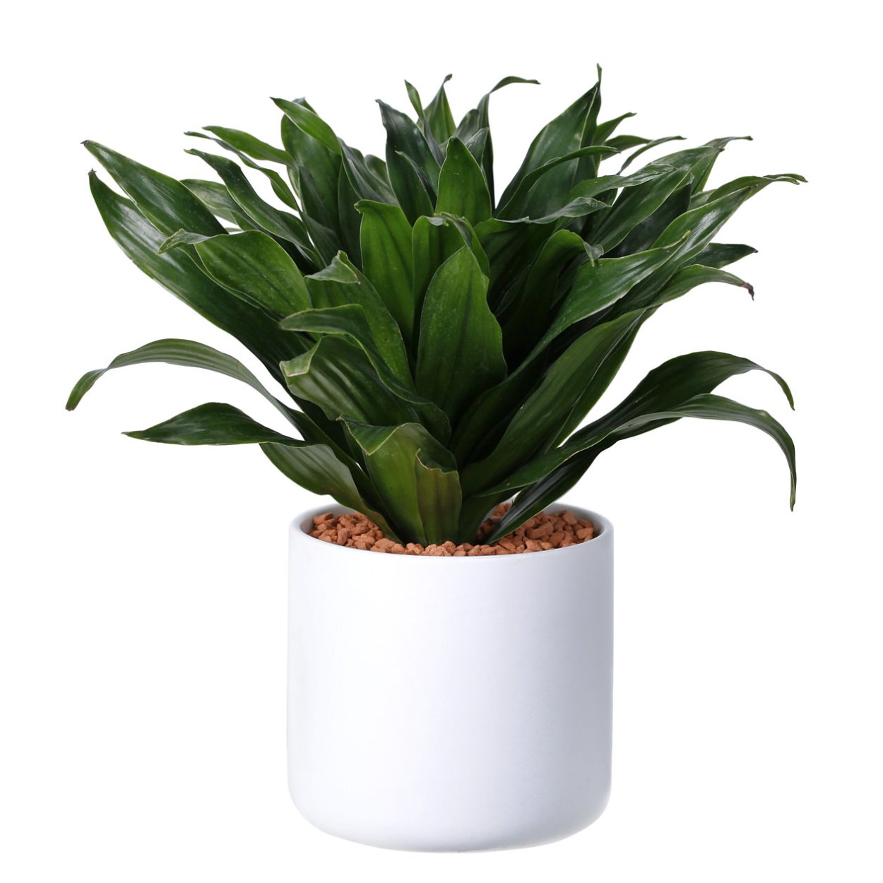 Драцена деремская Dracaena Deremensis