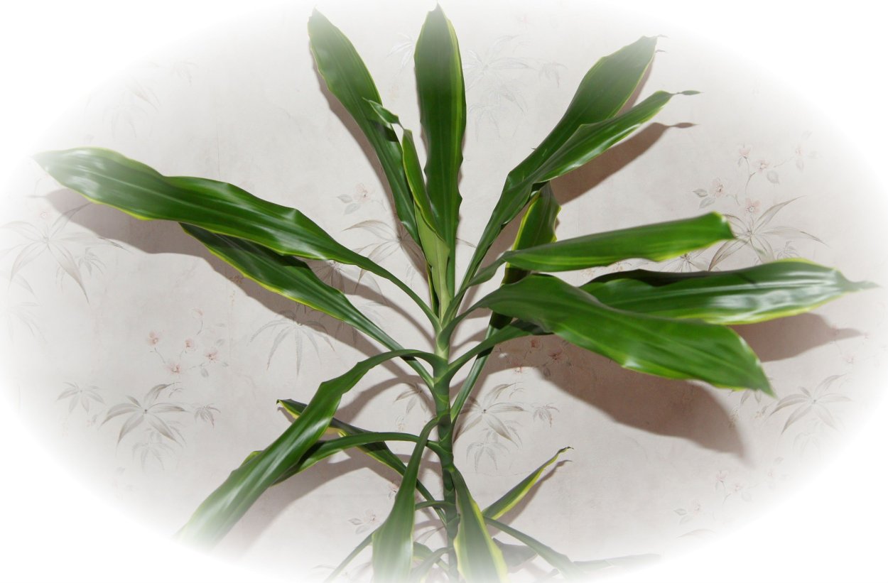 Драцена деремская Schriveriana