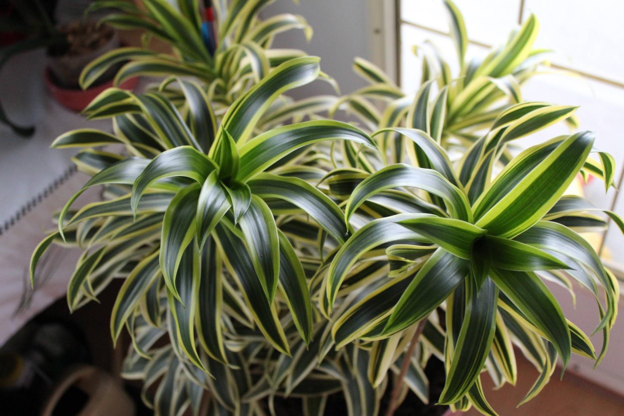 Драцена деремская