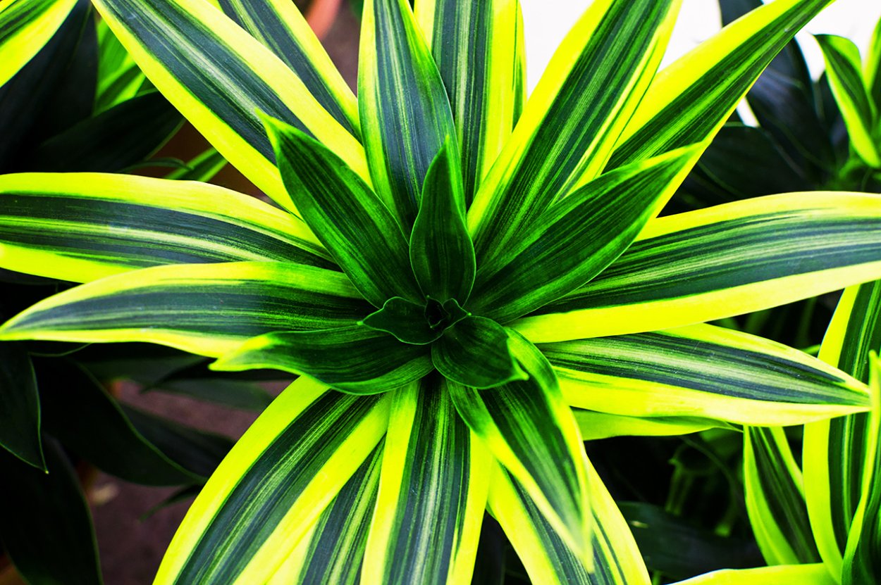 Драцена Лемон лайм