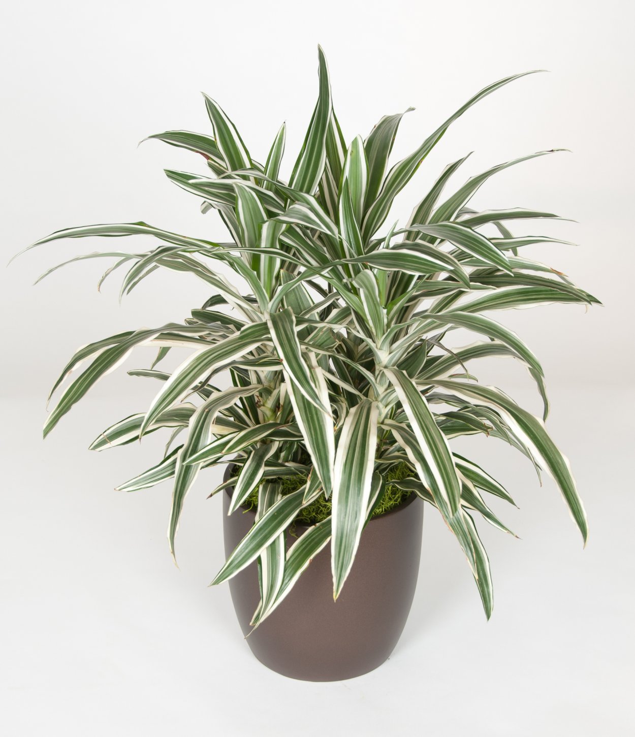 Драцена Дегремона