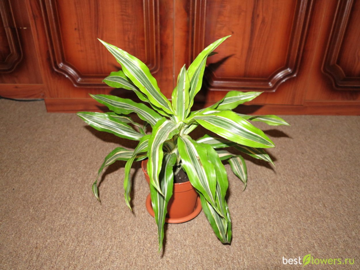 Драцена деремская аквариумное растение
