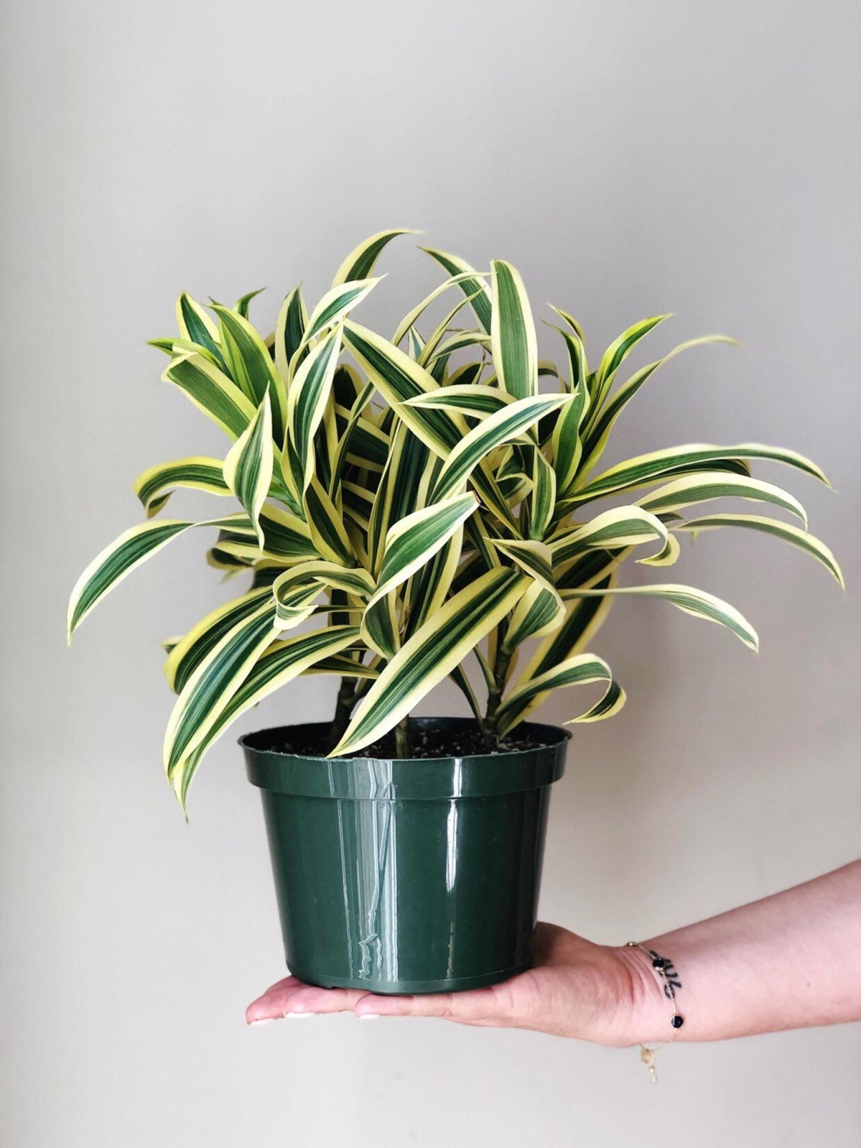 Драцена отогнутая (Dracaena Reflexa)