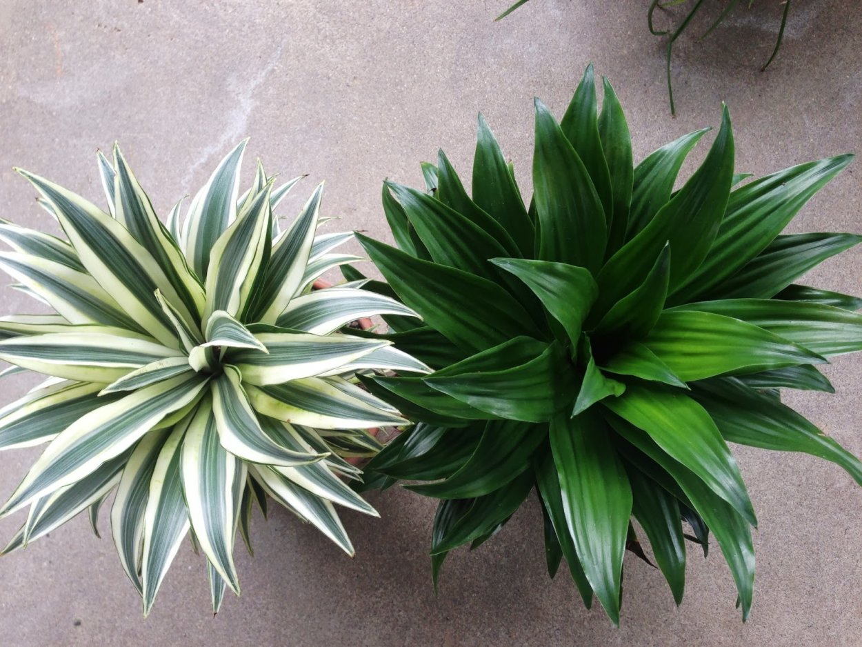 Драцена традесканция