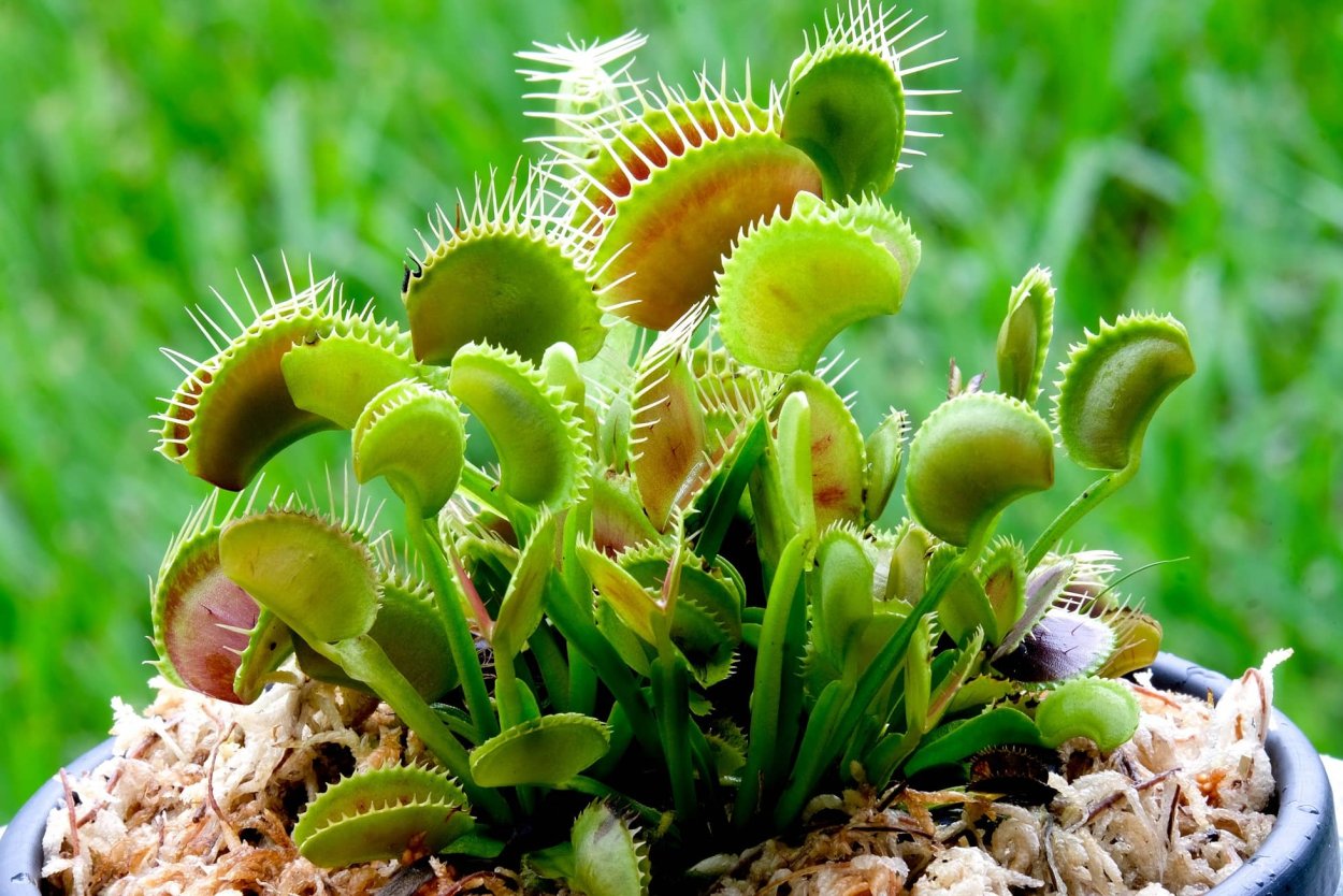 Венерина мухоловка Dionaea