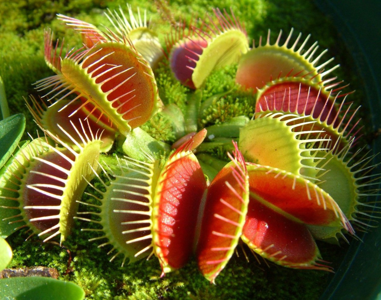 Венерина мухоловка цветет