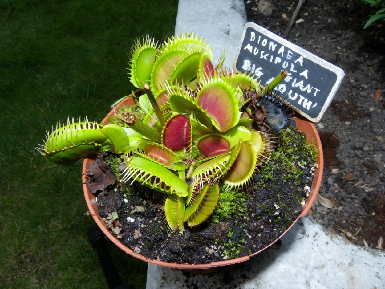 Венерина мухоловка большая Дикая