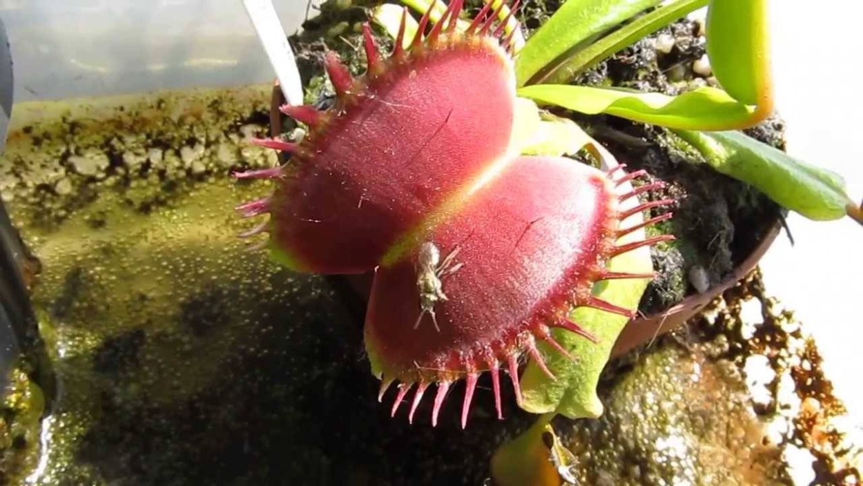 Дионея Венерина мухоловка 3шт