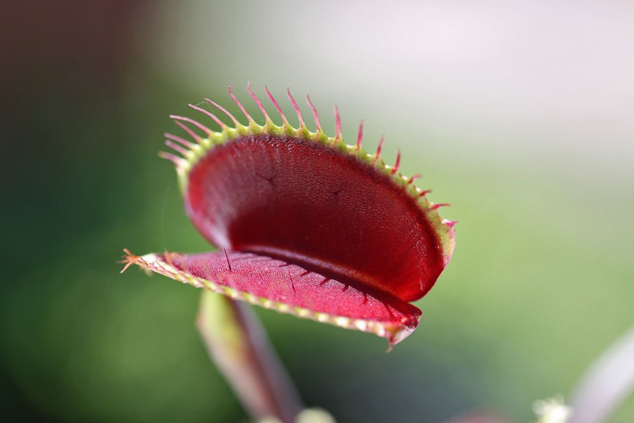 Венерина мухоловка с мухой