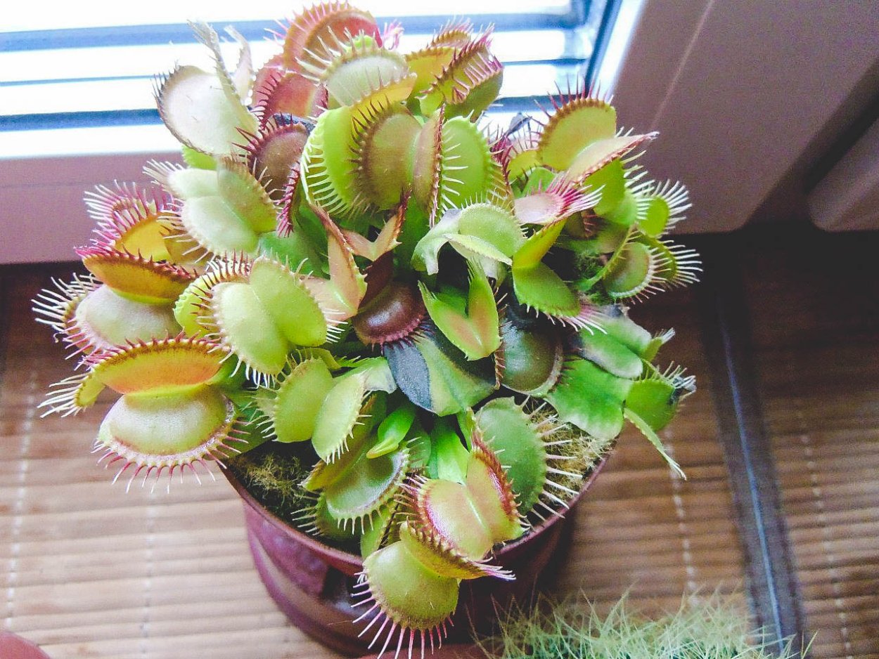 Венерина мухоловка комнатное растение