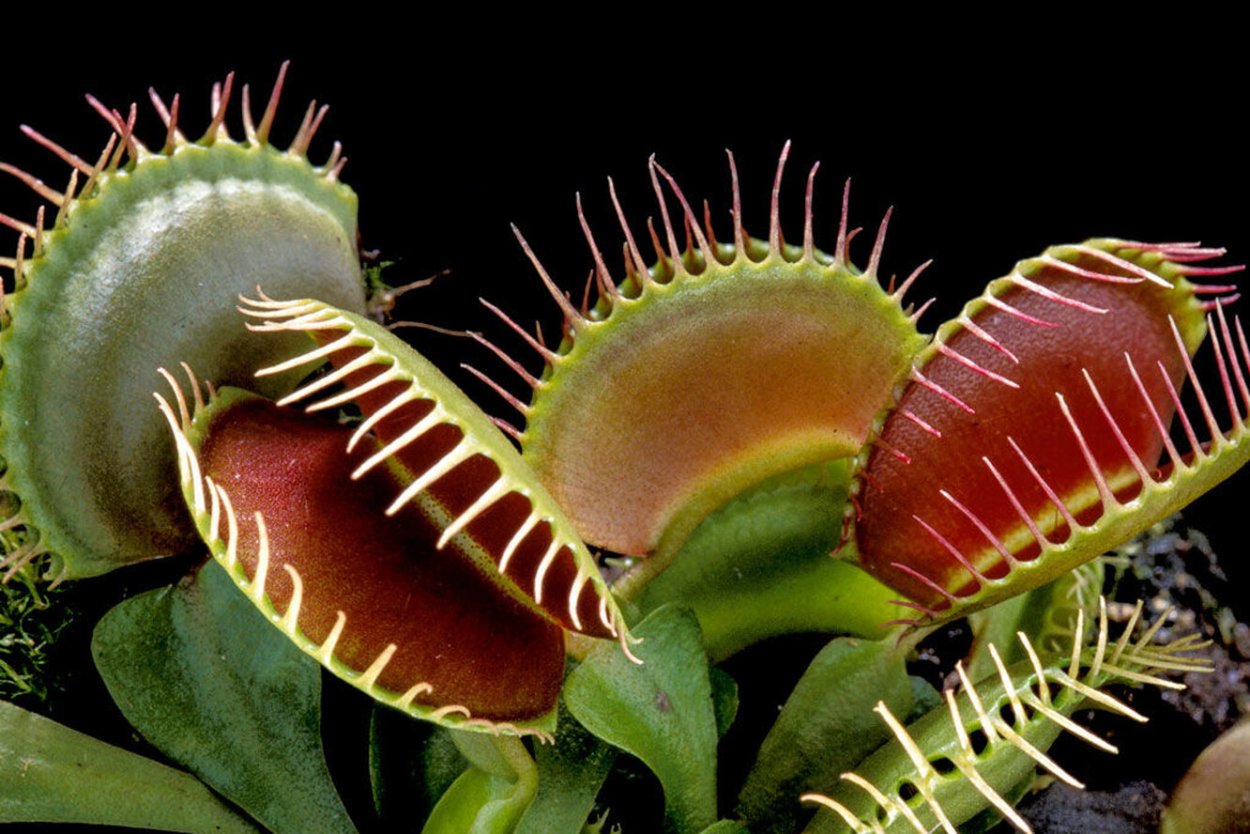 Венерина мухоловка Дикая