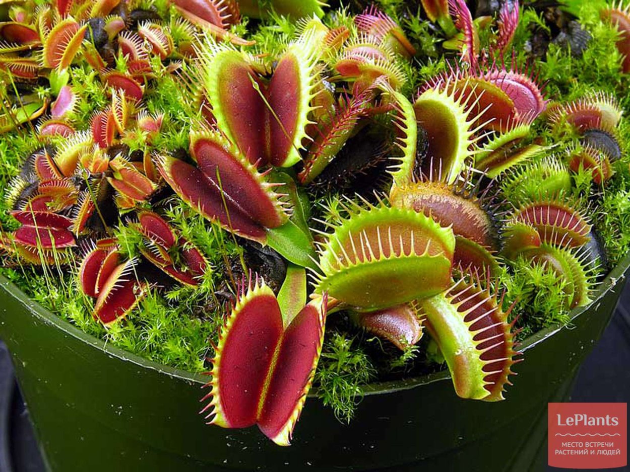 Цветок хищник Венерина мухоловка