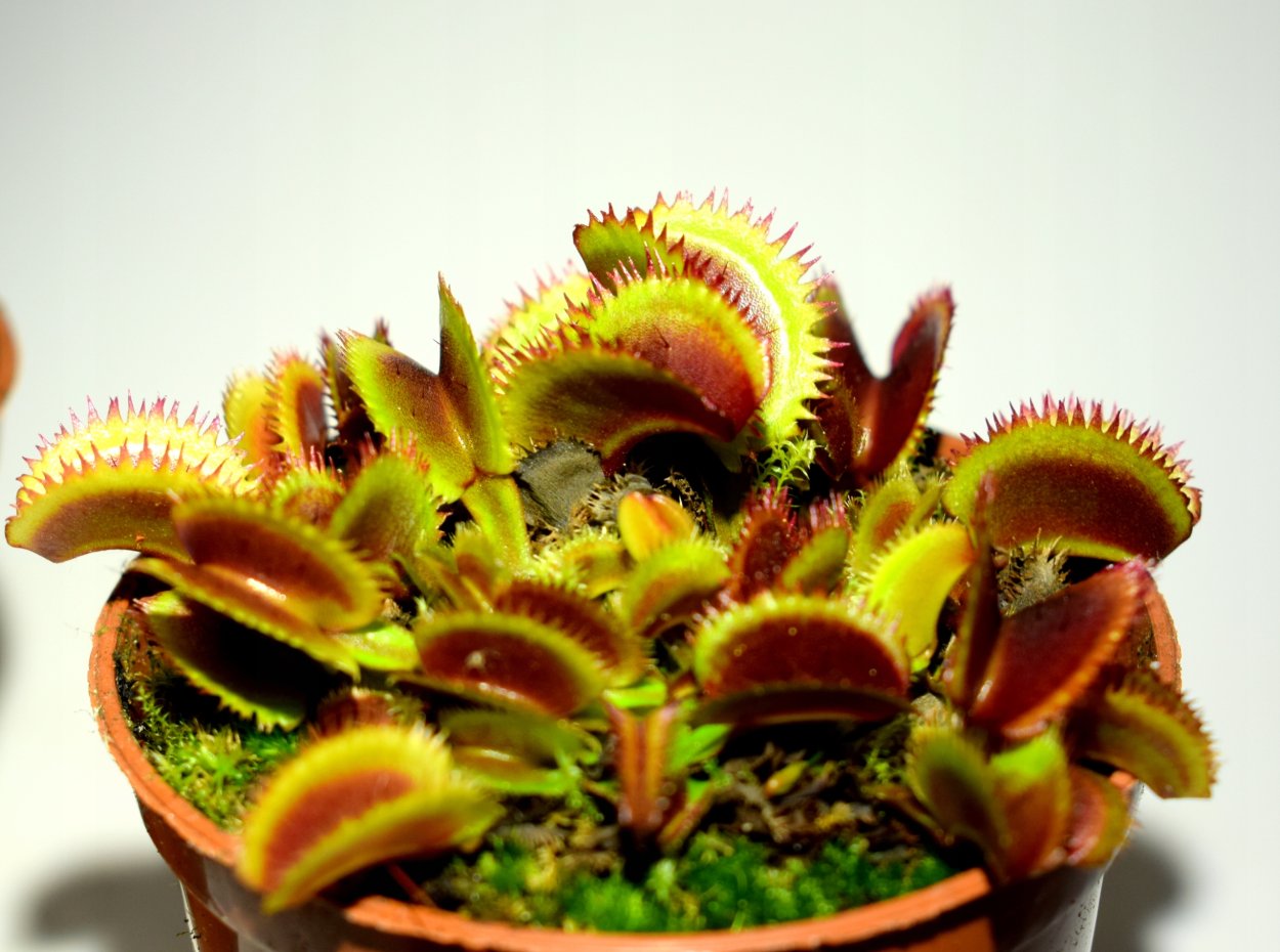 Ловчий аппарат Венериной мухоловки