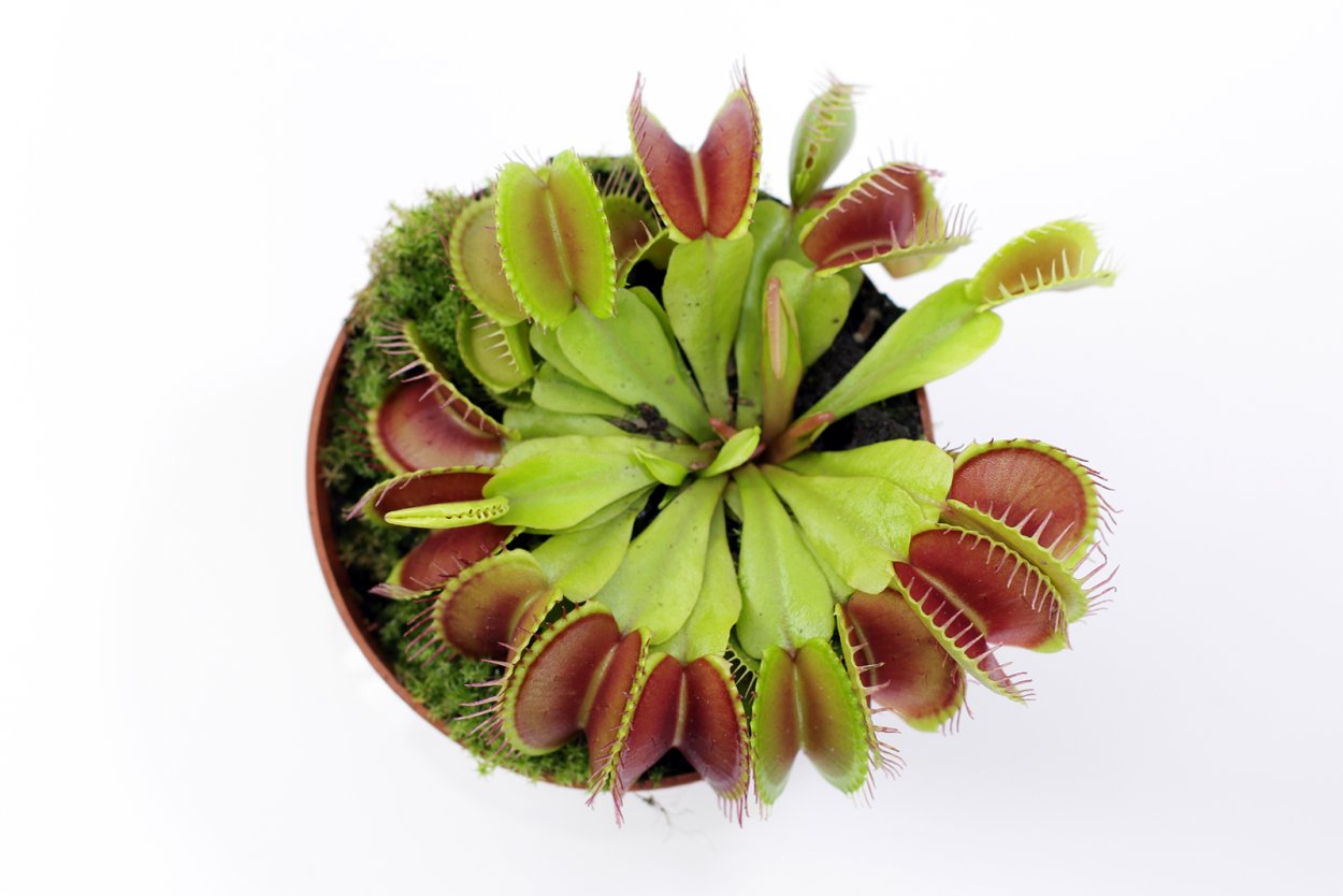 Венерина мухоловка в дикой природе