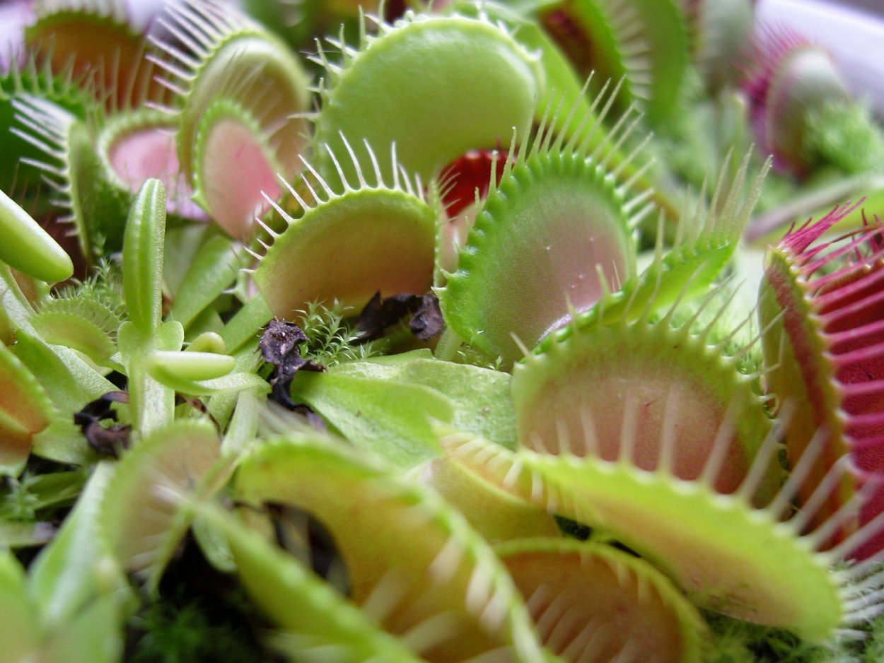 Венерина мухоловка