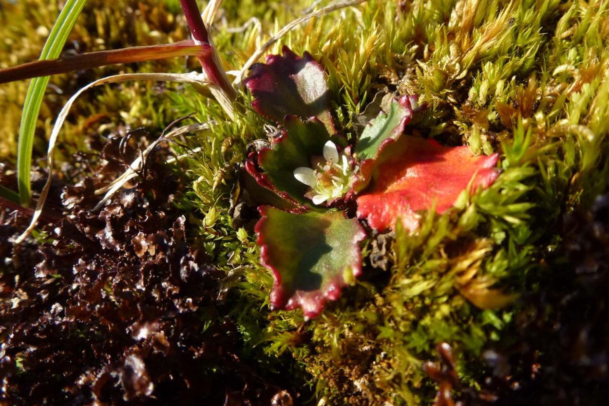 Камнеломка Арктическая