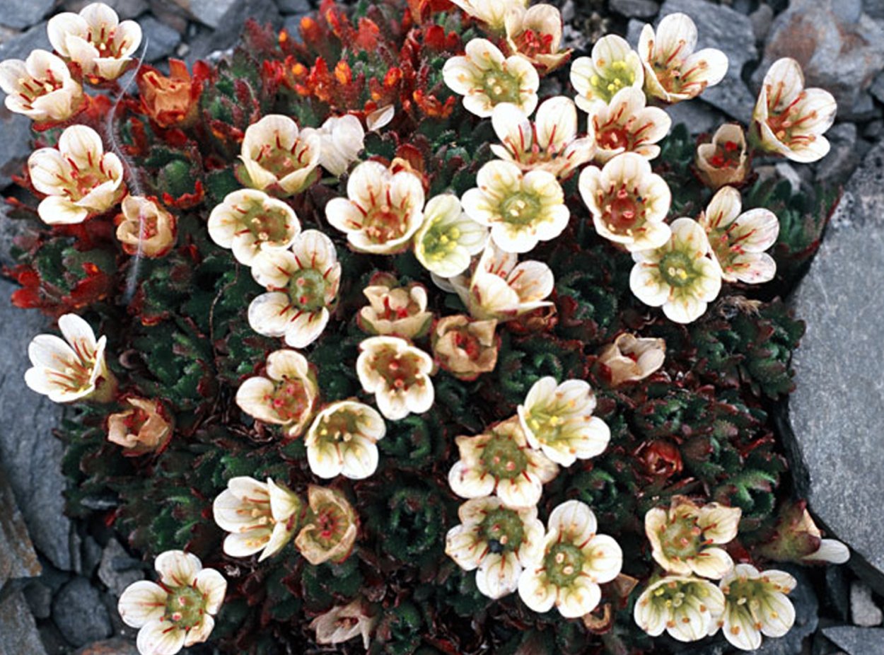 Камнеломка дернистая