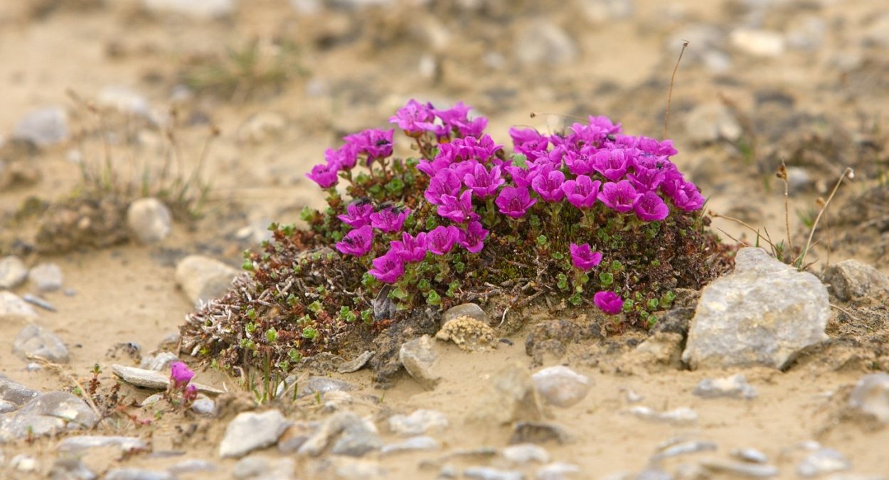 Земля Франца Иосифа камнеломка