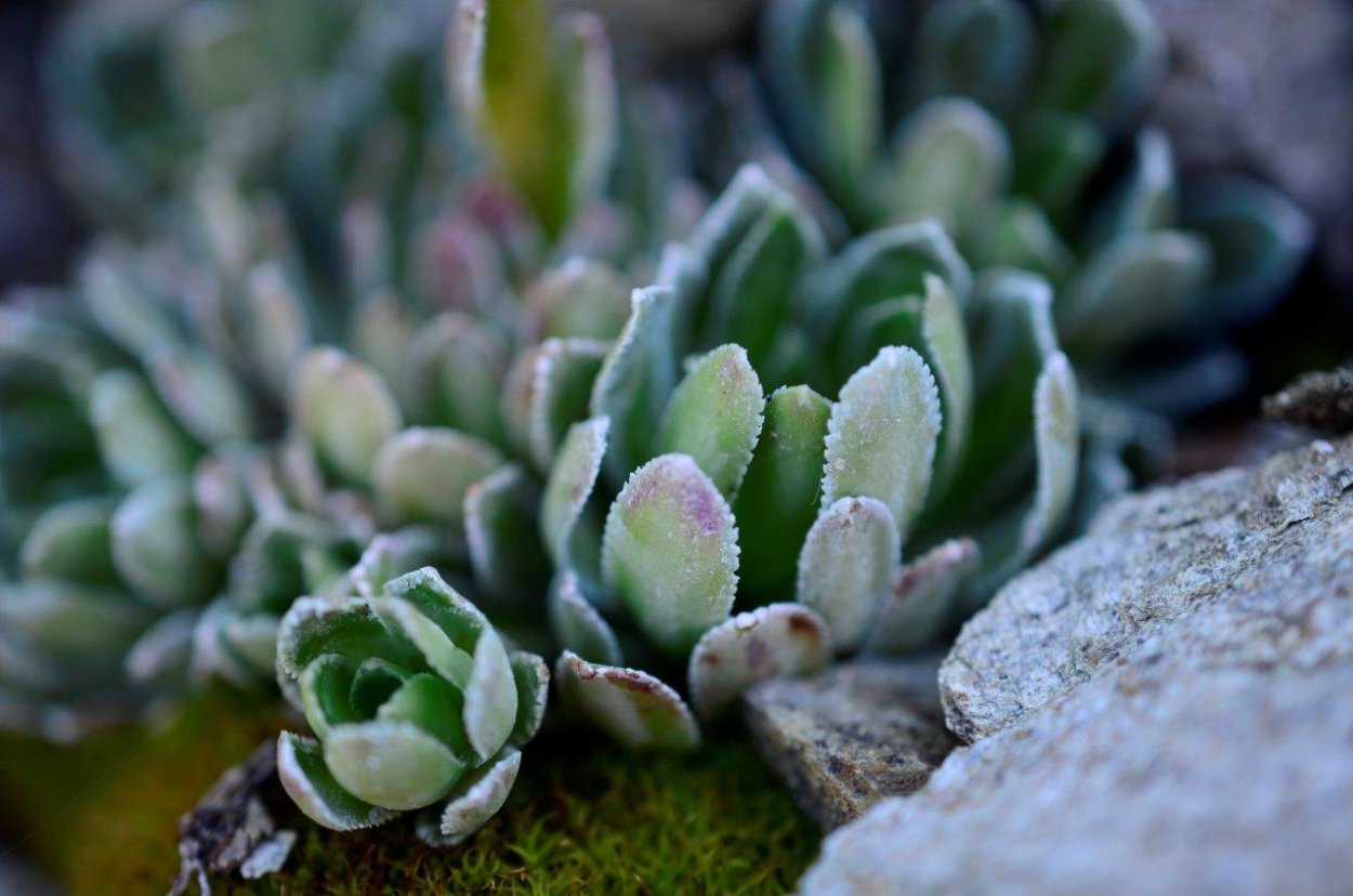 Камнеломка Снежная