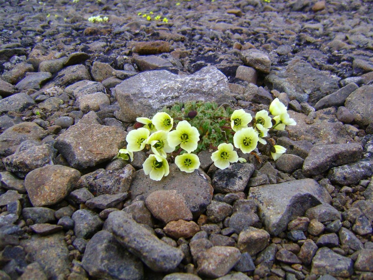 Смолевка бесстебельная Альпийская