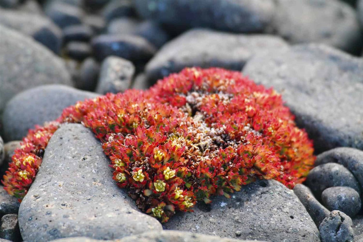 Камнеломка Арктическая