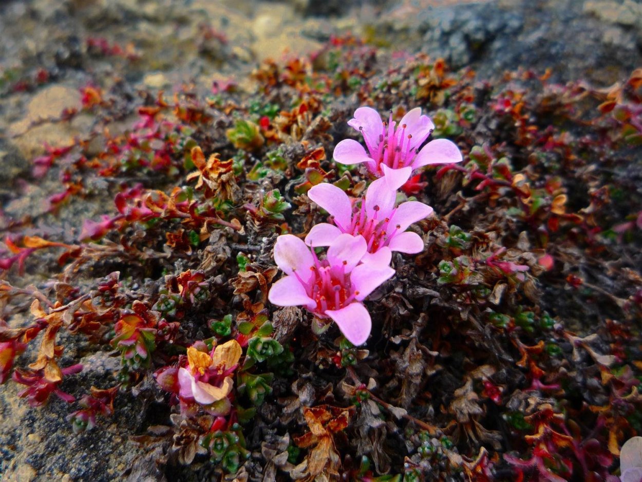 Полярная камнеломка