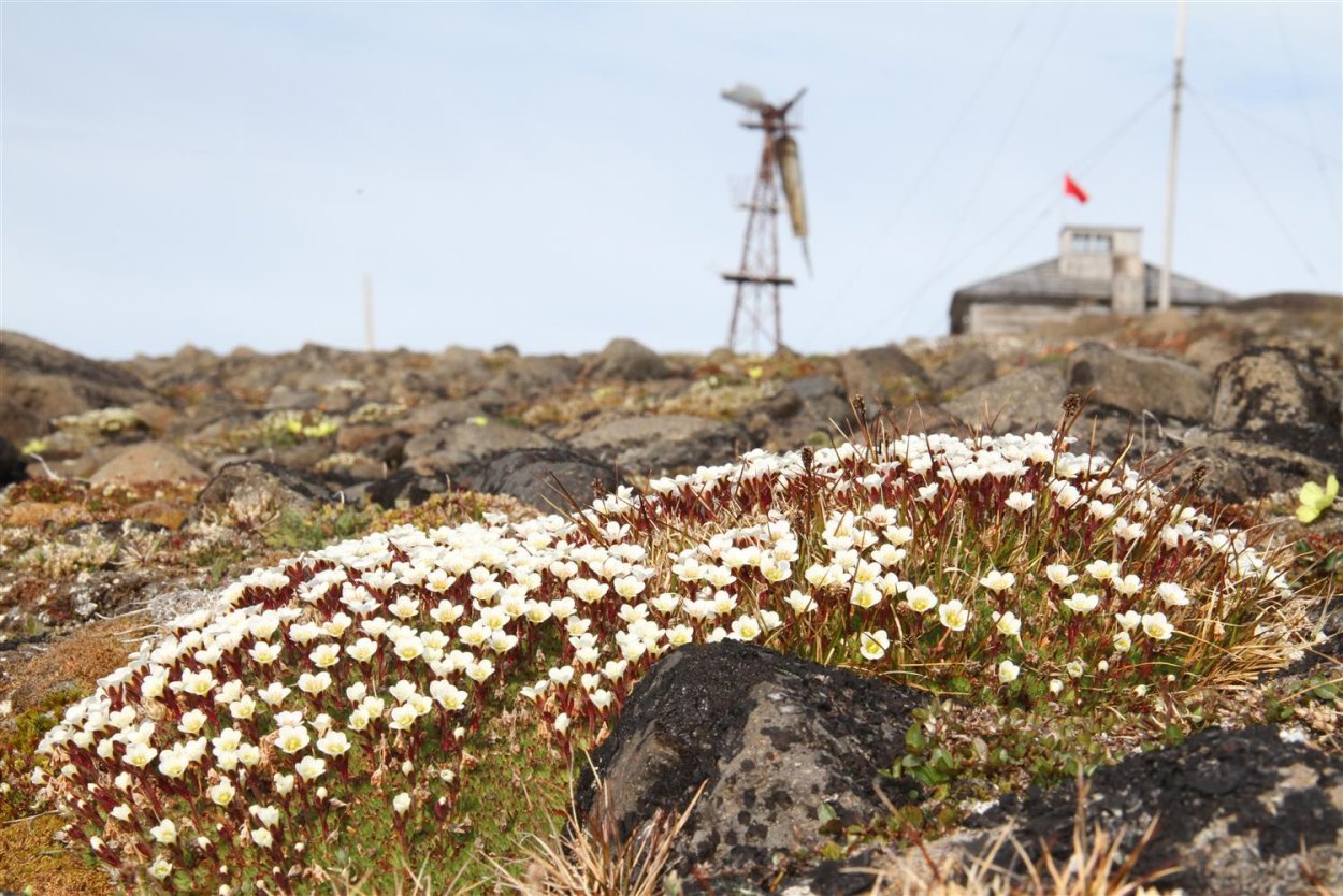 Смолевка Альпийская