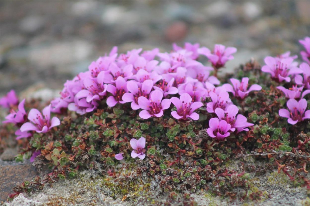 Камнеломка Арктическая