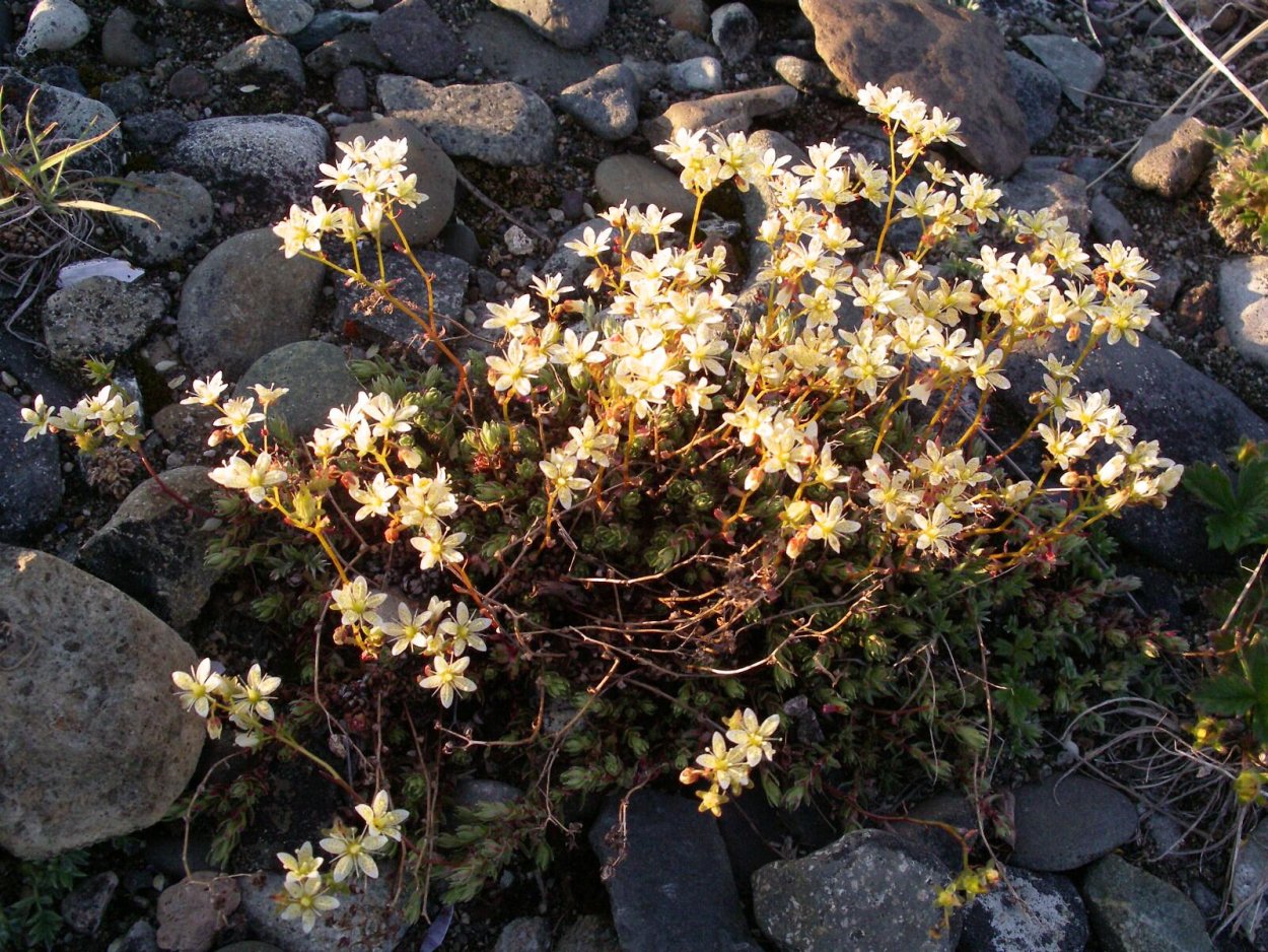 Полярная камнеломка