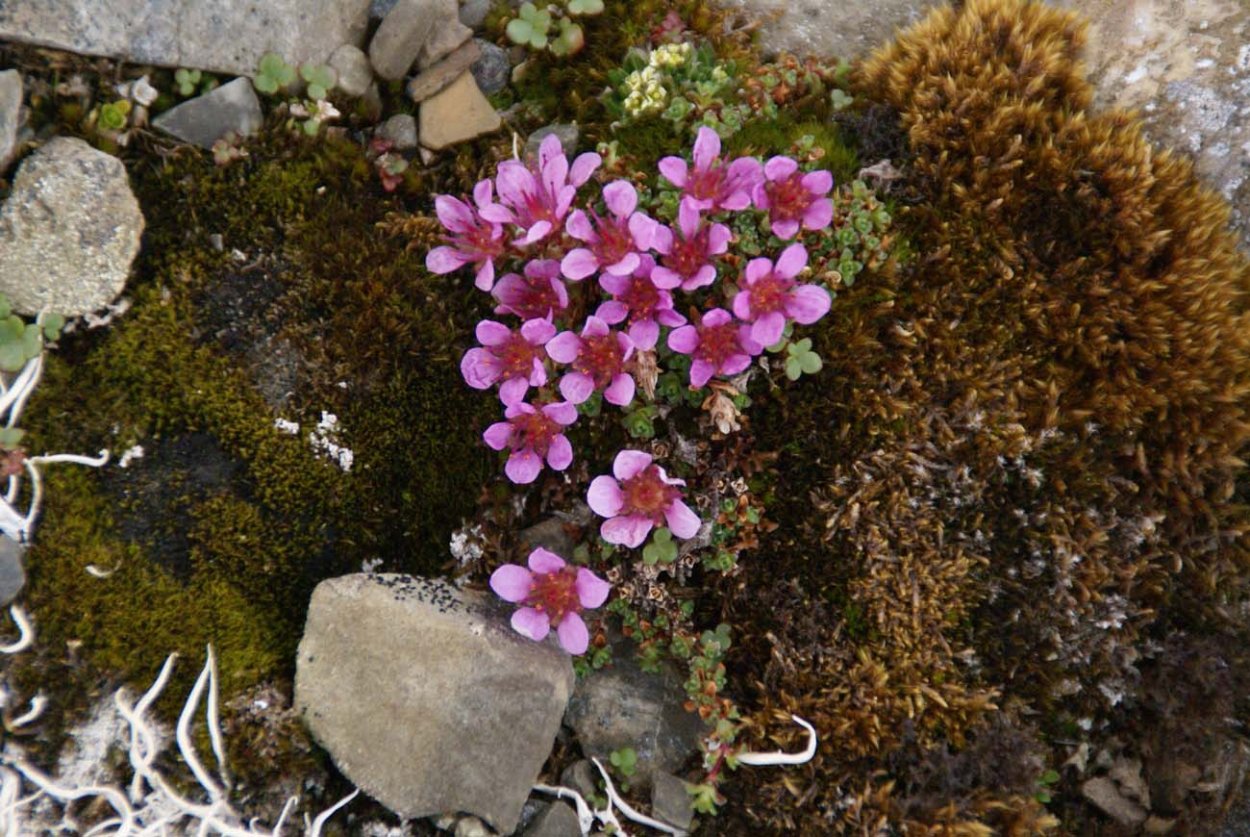 Камнеломка Арктическая