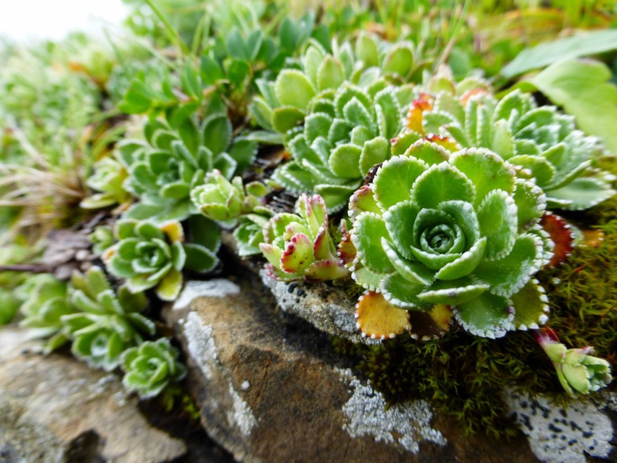 Камнеломка Котиледон