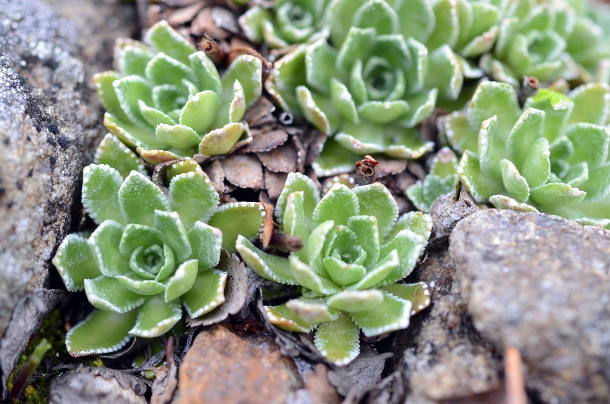 Камнеломка oppositifolia